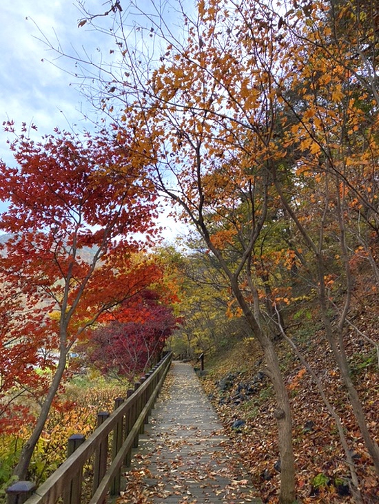 충남 보령 성주산자연휴양림_대천에서 단풍구경하기, 유모차 가능한 단풍놀이, 주차비공짜, 성주산자연휴양림입장료, 데이트코스추천