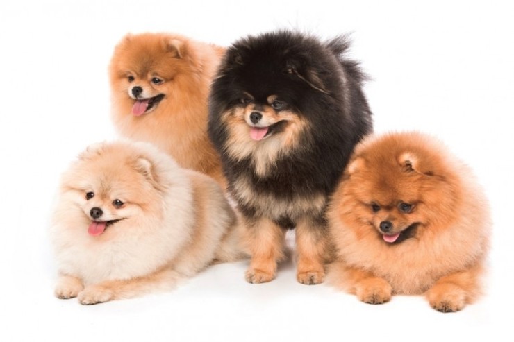  포메라니안 사이즈 (크기) 알아보자