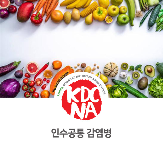  문정숙 펫영양사가 알려주는 인수공통 감염병(Zoomosis) [한국반려동물영양협회/광주/장흥/보성/무안/장성/펫푸드자격증/강아지음식/애견간식창업교육_897]