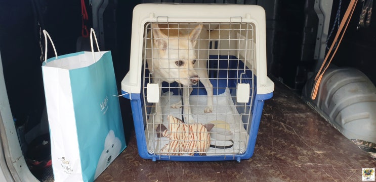  고양이 강아지 한국입국 반려동물출국 외국인분 강아지호텔 픽업 서비스 Foreign Pet Hotel Services