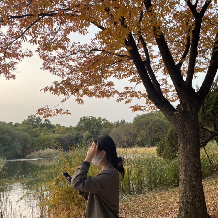  서울 단풍구경 서울숲 / 피크닉세트 대여 / 피크닉 위치