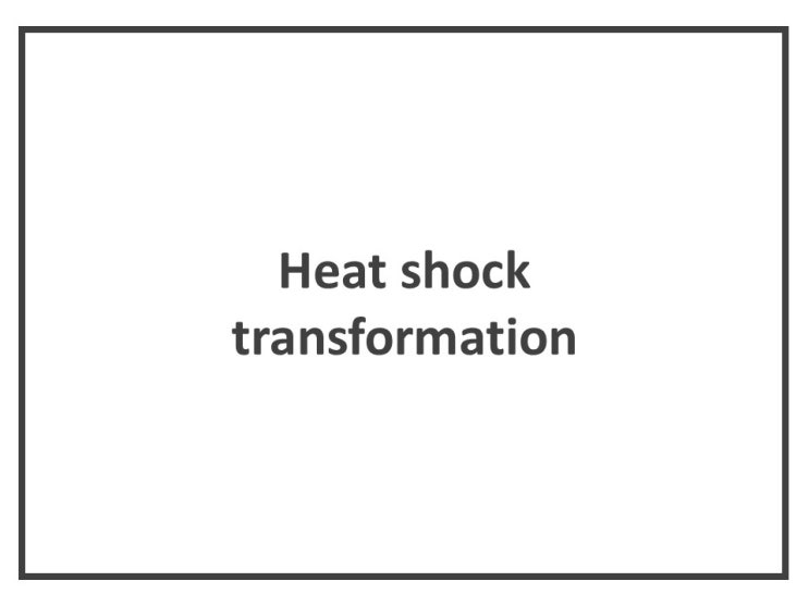  [생화학실험.분자유전학실험.유전공학실험] Heat shock transformation