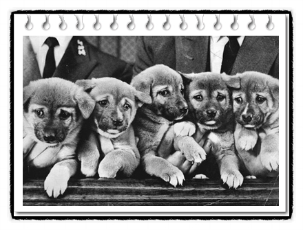  뉴기니 싱잉독(New Guinea Singing Dog)분양가격, 역사 및 크기 성격 및 수명에 대해