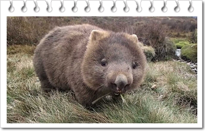  애기웜뱃(Common wombat) 역사 및 크기, 수명 및 성격에 대해
