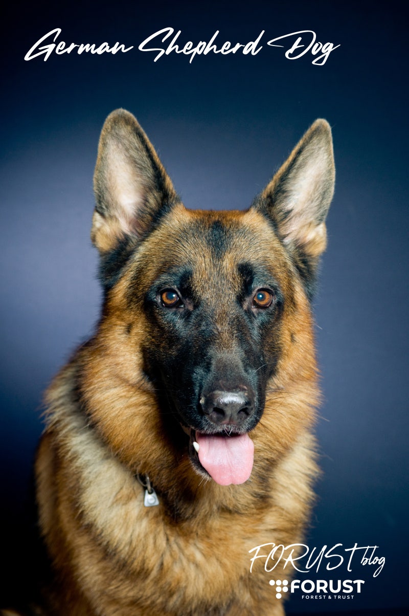 대형견 품종정보 - 저먼 셰퍼드 에대해, 세퍼드 너무 키우고 싶어요! : 네이버 블로그, image size:800x1204