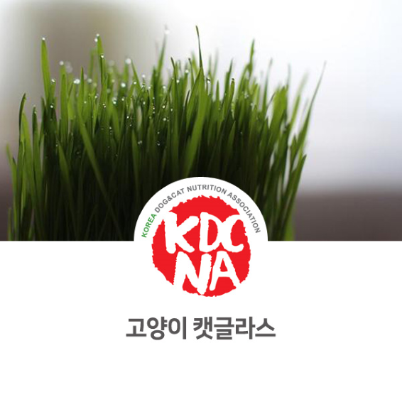  성다훈 펫영양사가 알려주는 고양이 캣글라스 [한국반려동물영양협회/펫푸드자격증/애견수제간식창업/강아지자연식/화식/전주/제주/완주/임실/남원_899]