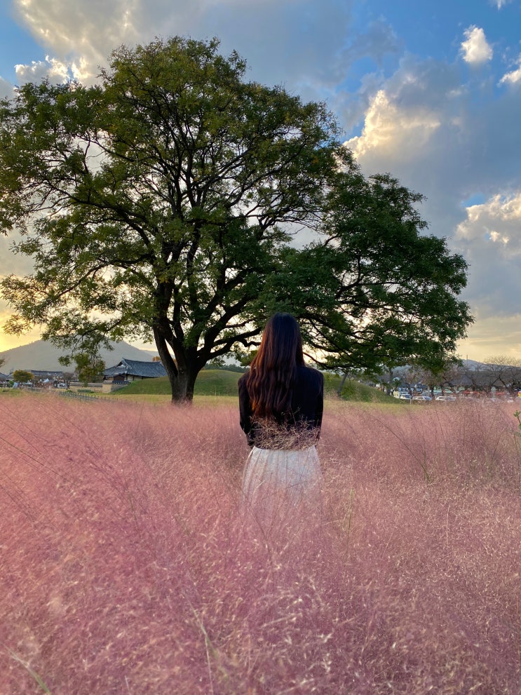  경주 핫플 :: 경주 첨성대 핑크뮬리 포토존 
