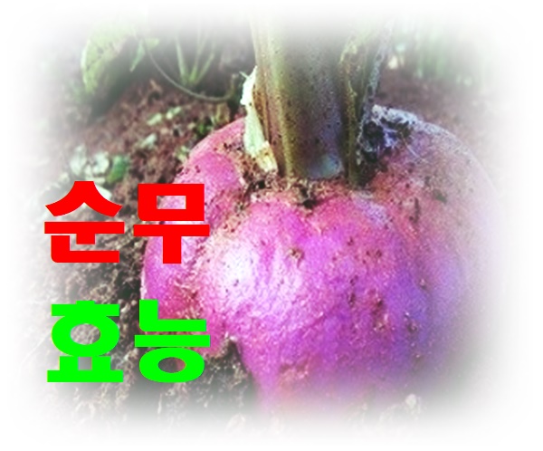  순무효능 생각보다 더 다양해요