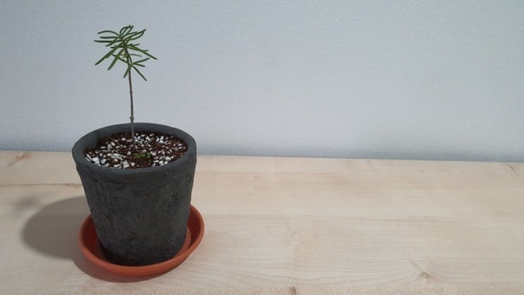 삽목한 외목대 로즈마리 빈티지토분에 분갈이해서 키우기
