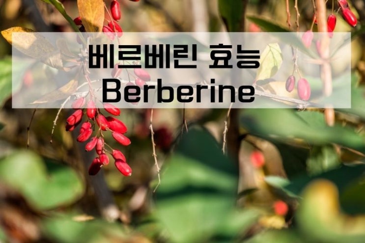  Berberine 베르베린 효능 (당뇨 및 체중감량 영양제 베르베린)