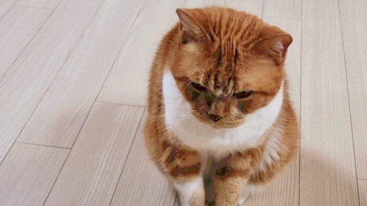  고양이 콧물 나오고 기침과 재채기까지 하는데 아픈걸까요?