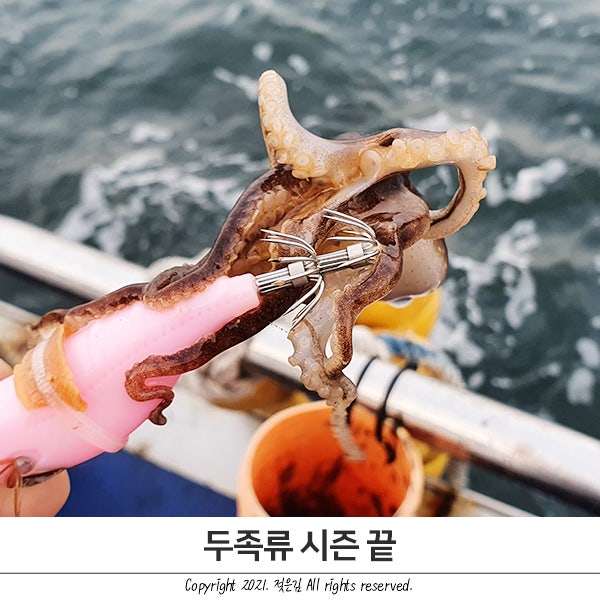 두족류 시즌 마무리 w. 쭈꾸미 LED 집어등 두족류 시즌 마무리 w. 쭈꾸미 LED 집어등