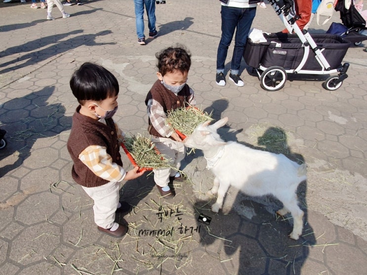  안성 팜랜드 :: 27개월 아기와 동물 체험  (+토끼마을, 코스모스, 입장권 무료 행사 tip 등)