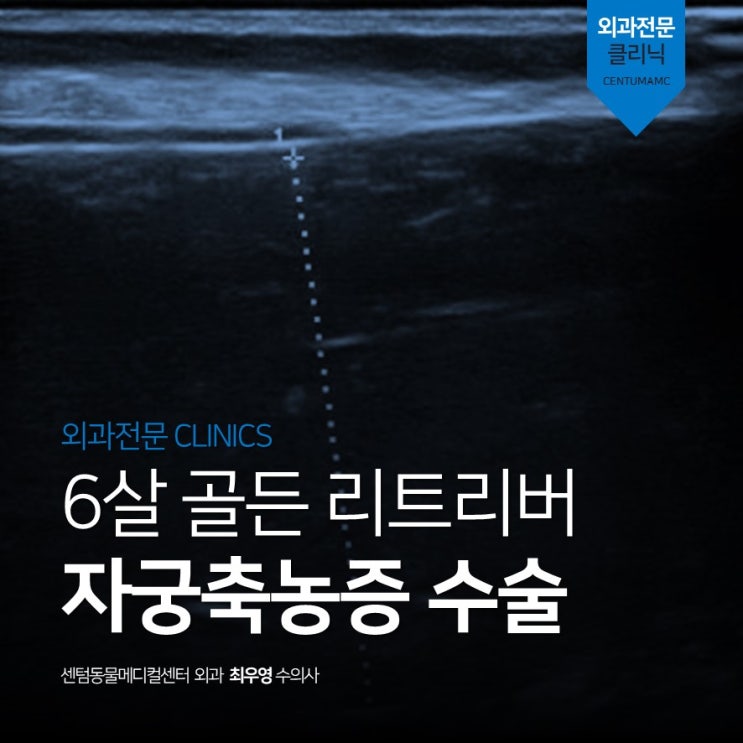  6살 골든 리트리버 <자궁축농증> (부산 외과 수술 동물병원, 센텀동물메디컬센터)