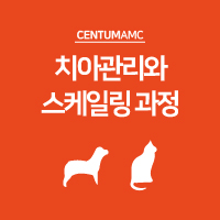  강아지 고양이 치아관리와 스케일링 과정