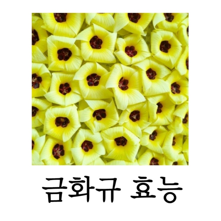  금화규효능 이렇게나 좋다구?