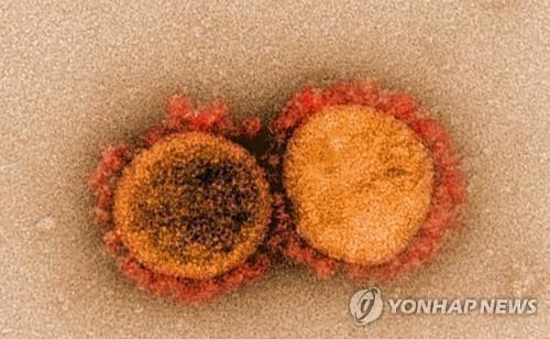  [한국경제]"코로나 모든 변이 차단"…강력한 항체 발견한 美 연구진(스크랩)