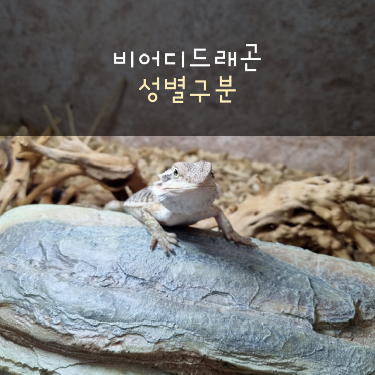  비어디드래곤의 성별구분