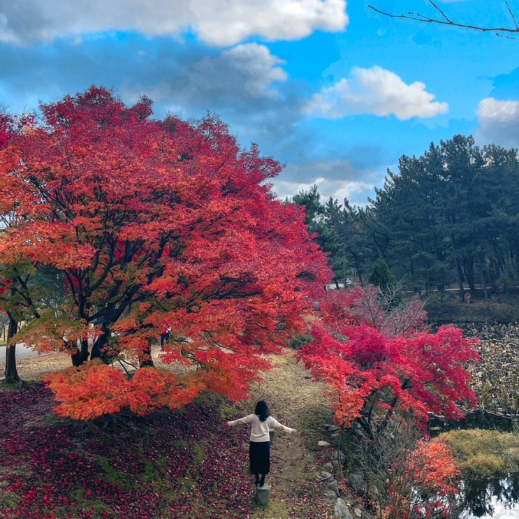 대전 단풍 드라이브 국립 현충원, 보훈둘레길에서 아이와 함께 가을에 가볼만한 곳