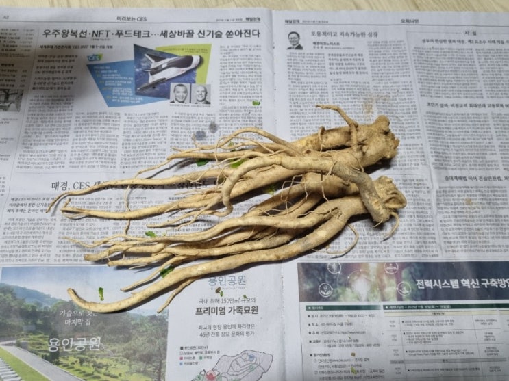  약도라지 두 뿌리 넣고 닭백숙