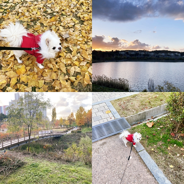  서울 근교 반려견 동반가능 공원, 광교호수공원에서 산책 했어요!