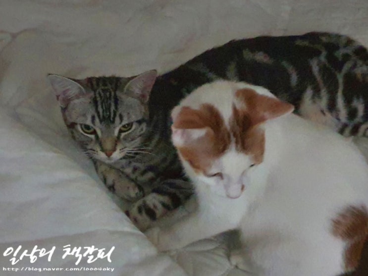  <2인2묘 라이프> 2021. 11. 13.~14. 고양이와 함께하는 한가로운 주말