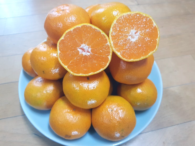  귤5kg 꿀라봉 제주 노지감귤 요망진청과 달다달어 귤10kg도 콜