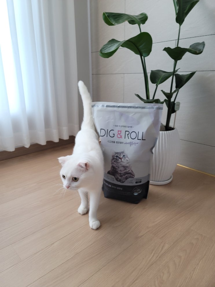  고양이 화장실 모래 추천, 디그앤롤 에어솔루션 벤토나이트 모래