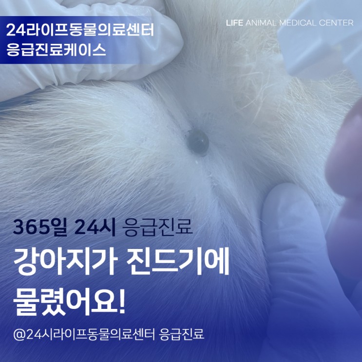 [대구야간동물병원/24시라이프동물의료센터] 강아지 진드기 물렸을 때 어떻게 해야 하나요?
