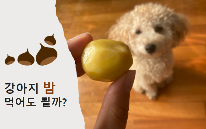  [반려견 백과사전] 강아지 밤, 먹어도 될까?