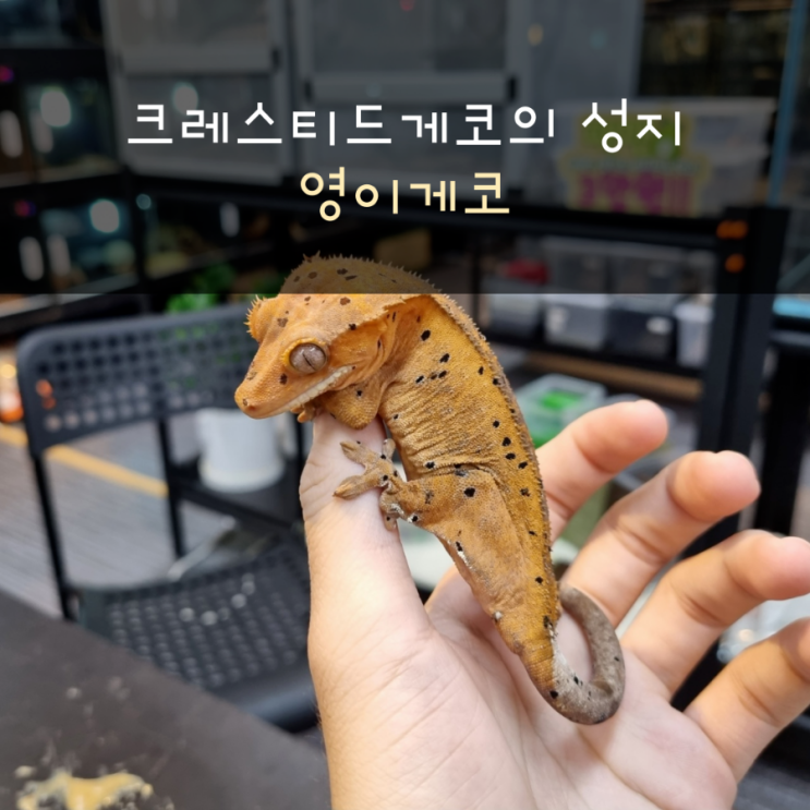  부산 파충류샵 영이게코(크레스티드게코의 성지)
