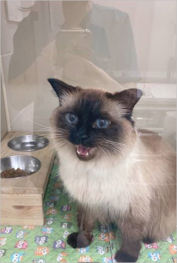  롱롱이의 일기① #서울탑동물병원 #신부전고양이 #췌장염고양이 #고양이 입원
