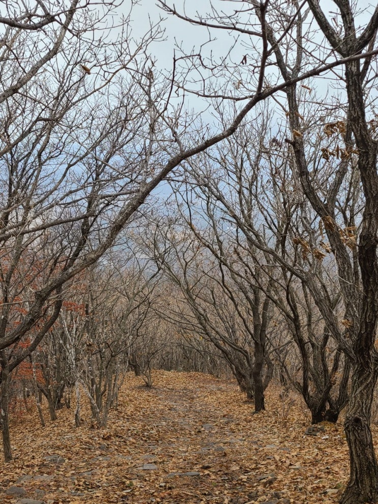  100대명산, 보령 오서산 최단코스 등산(오서산 자연휴양림 주차장~중계소~오서산~원점)