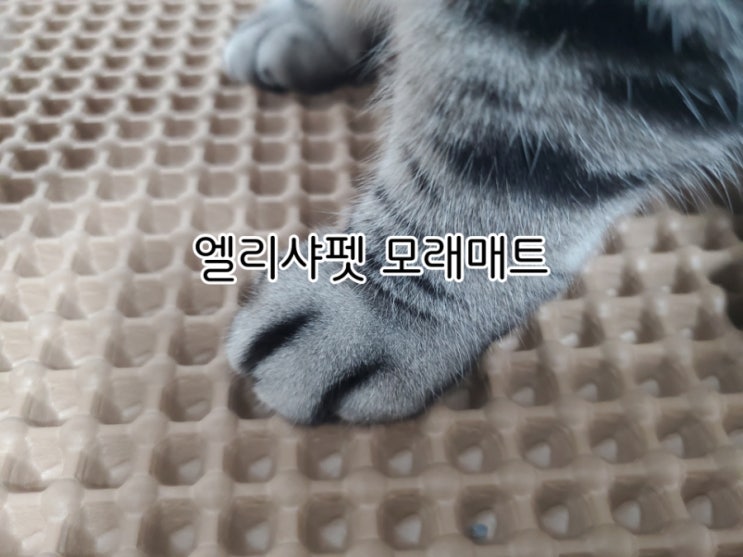 사막화방지매트 엘리샤펫 집사 삶의 질이 상승해요 사막화방지매트 엘리샤펫 집사 삶의 질이 상승해요