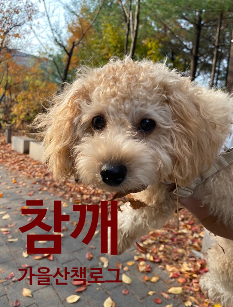  참깨 가을 산책로그(FEAT.낙엽 뒹굴기, 비둘기 쫓는 일상)