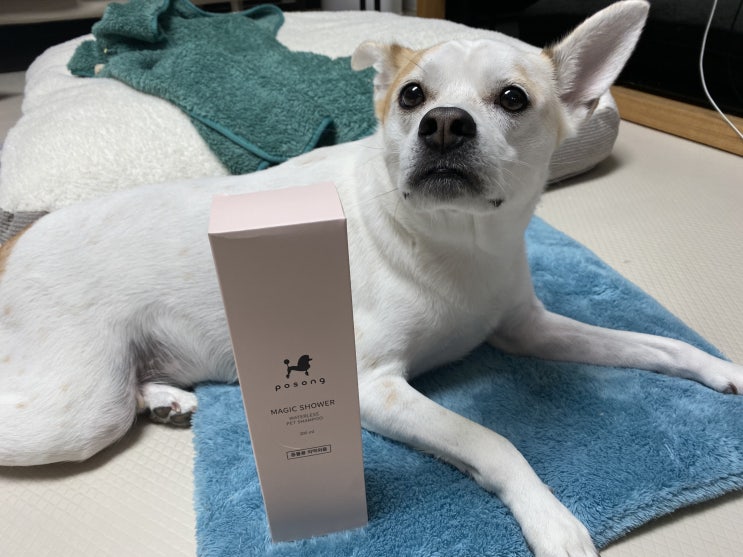  강아지 목욕, 샤워, 발바닥 세정에  간편한 워터리스 샴푸!