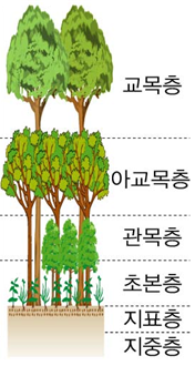  5-2. 삼림의 층상 구조와 우점종, 지표종