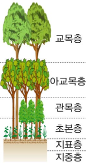 5-2. 삼림의 층상 구조와 우점종, 지표종