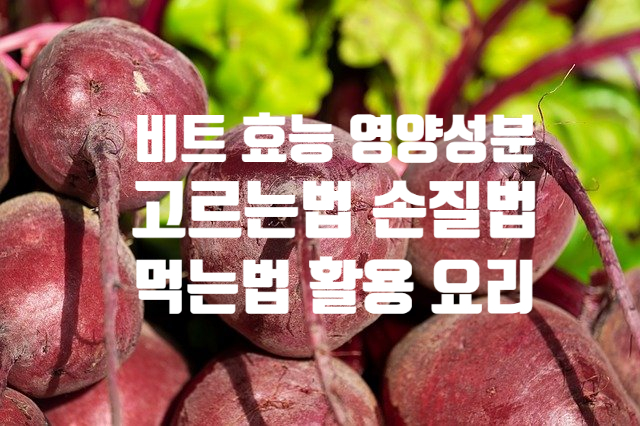  고혈압에 좋은 비트 효능 영양성분 (ft. 고르는 법 손질법 보관 방법 활용법 먹는법 요리)