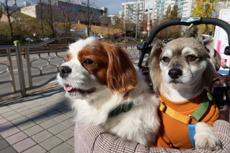  강아지와 예전 동네를 가는건 즐거운 일