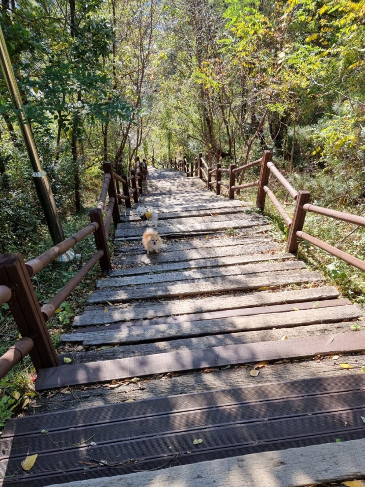  강아지산책 알바 내가 하지 뭐