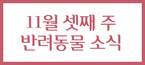  펫소식 #일산케이펫 #지리산청정공기캔 #유연석 #유기견입양