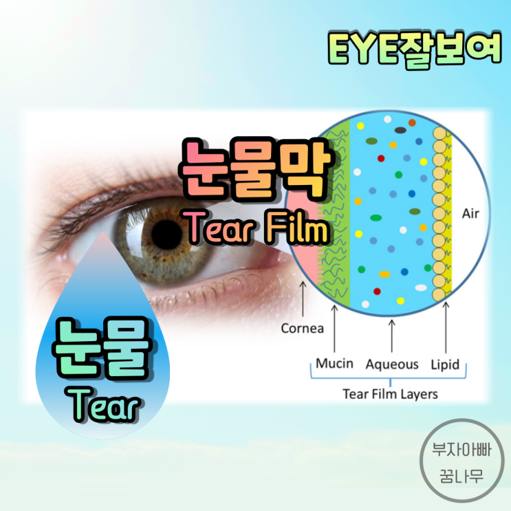 [EYE잘보여] 눈물 완전 정복 - 눈물(Tear) 및 눈물막(Tear Film)의 구성, 기능, 눈물 분비의 조절, 약물에 의한 눈물 변화