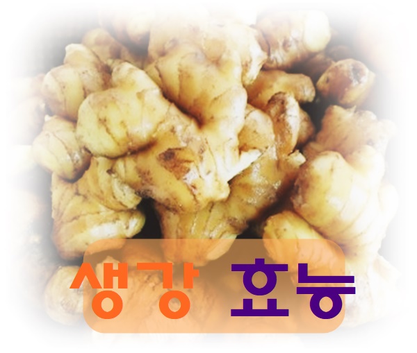  생강효능 부작용 알고 먹어요