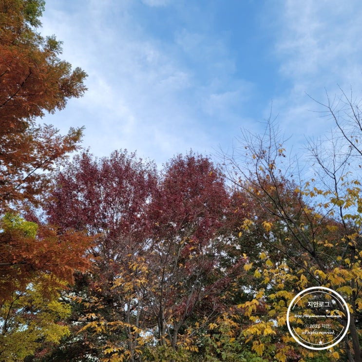  수완지구 반려견과 산책하기 좋은곳, 동네산책로, 붕어빵 사먹기