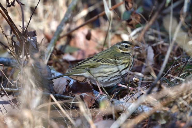 Newly Discovered Migration Patterns of Birds
