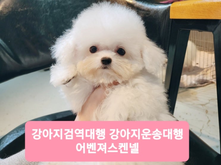 강아지 카고 말레이시아 쿠알라룸푸르 가기