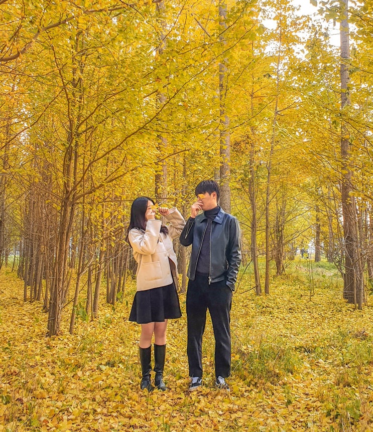  대구 근교 가을 데이트 코스: 고령 다산 은행나무숲