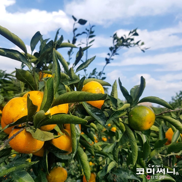 제주 감귤 체험농장/서귀포 감귤 농장 "우리농산물" 제주 특산품, 제주여행 선물 준비: 제주 여행 5일차 코스 제주 감귤 체험농장/서귀포 감귤 농장 "우리농산물" 제주 특산품, 제주여행 선물 준비: 제주 여행 5일차 코스