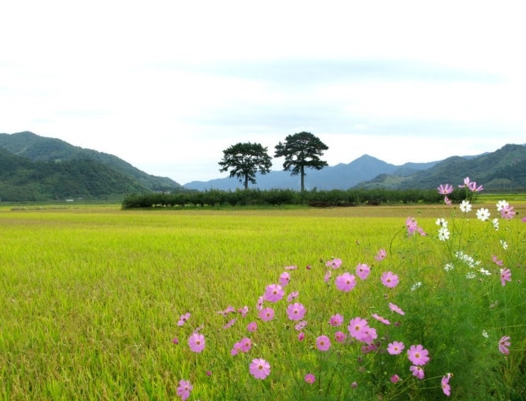만추(晩秋) 만추(晩秋)